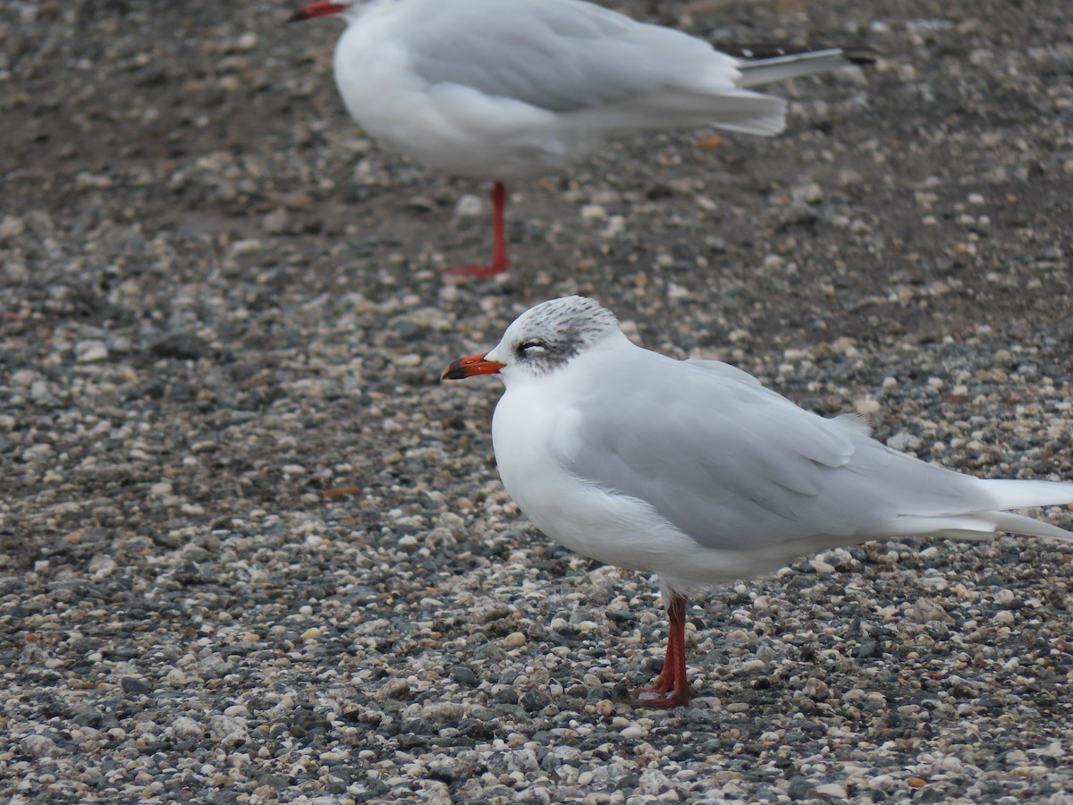 Mouette mélanocéphale - ML496642301