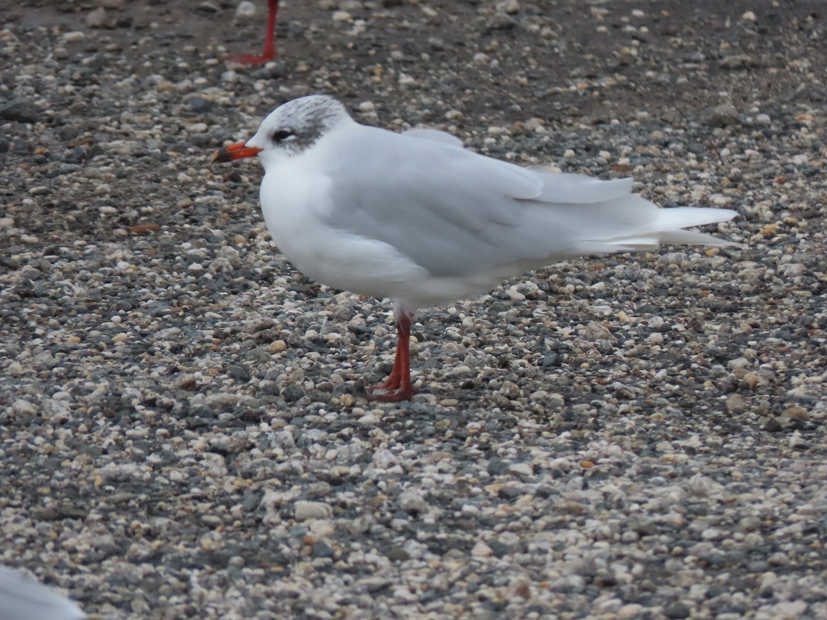 Mouette mélanocéphale - ML496642371