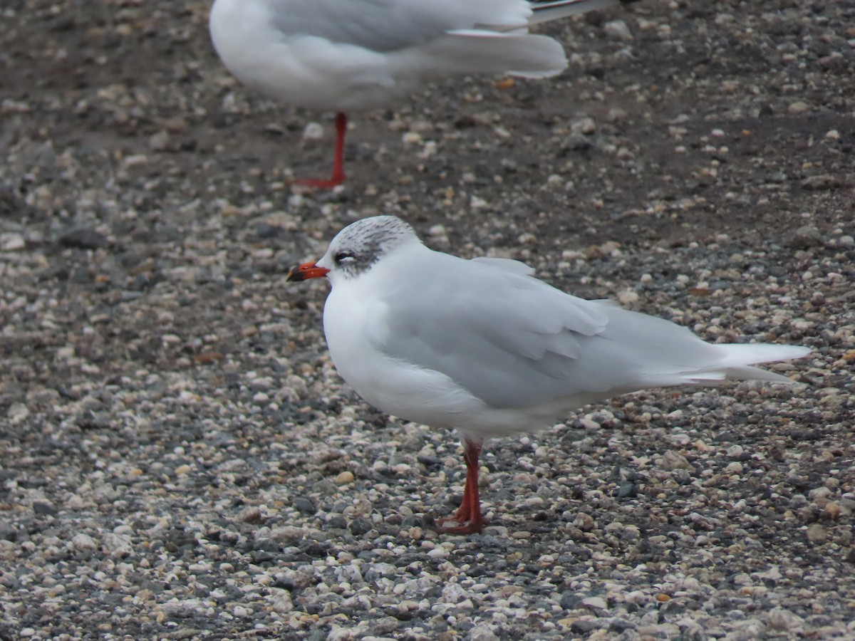 Mouette mélanocéphale - ML496642381