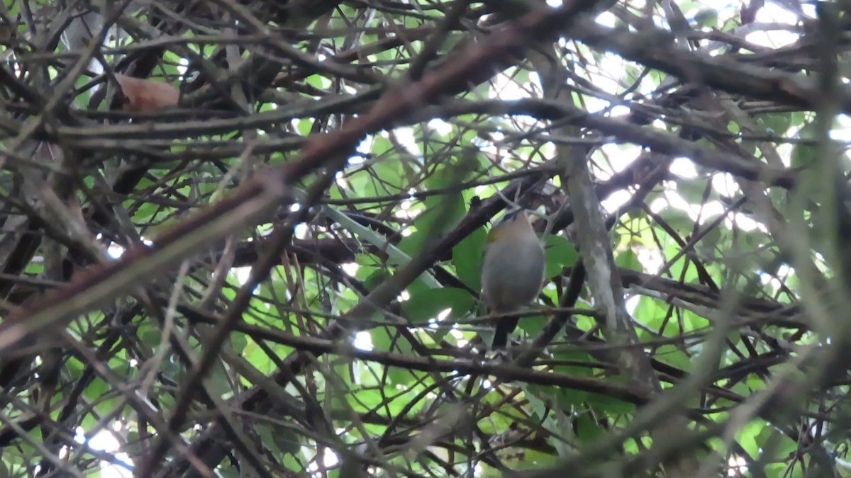 Common Firecrest - ML496644151