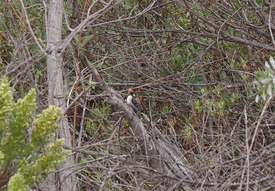 Nuttall's Woodpecker - ML496644551