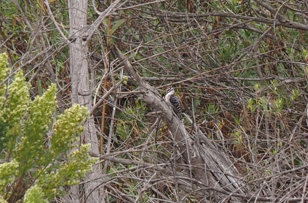 Nuttall's Woodpecker - ML496644561