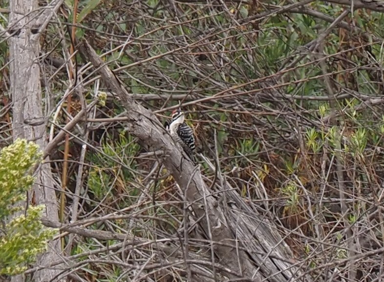 Nuttall's Woodpecker - ML496644571