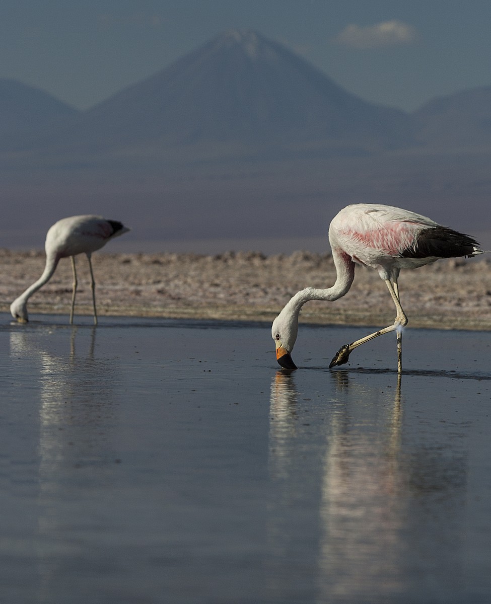 Andean Flamingo - Dominic Garcia-Hall