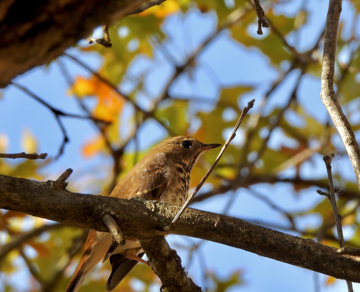 Hermit Thrush - ML496648381