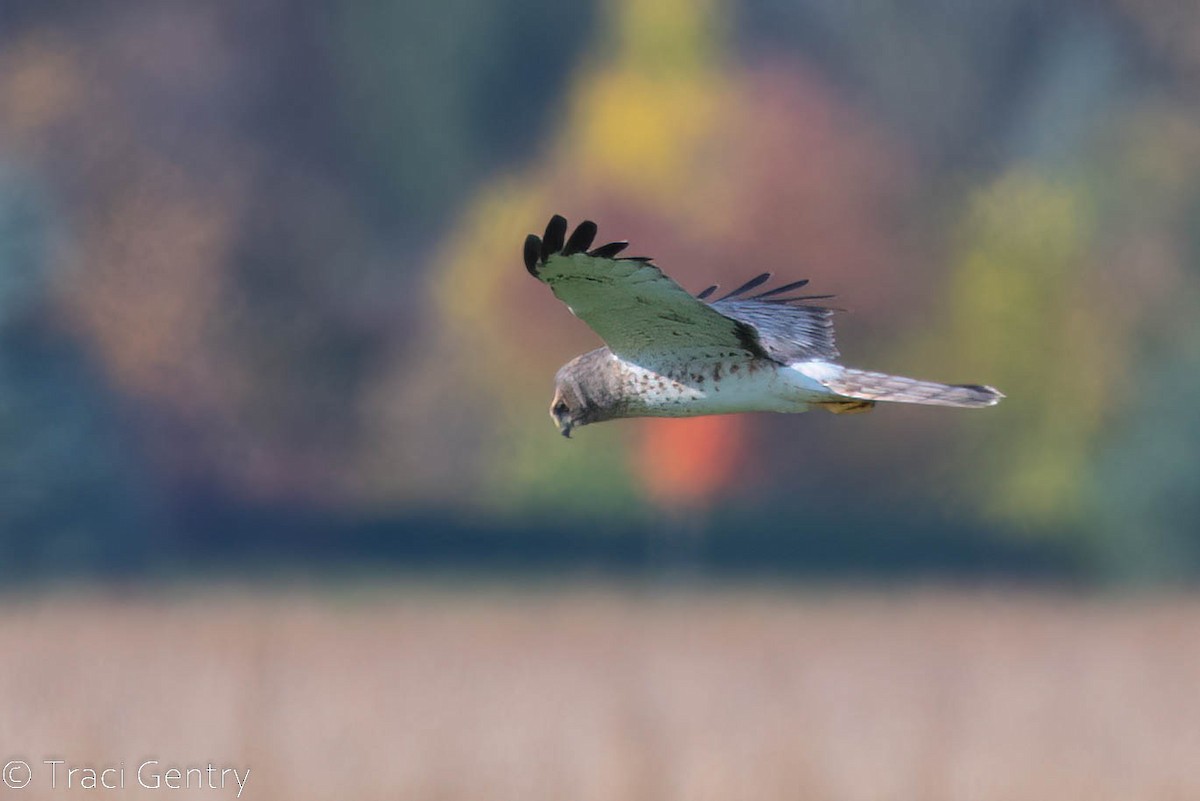 Northern Harrier - ML496648531