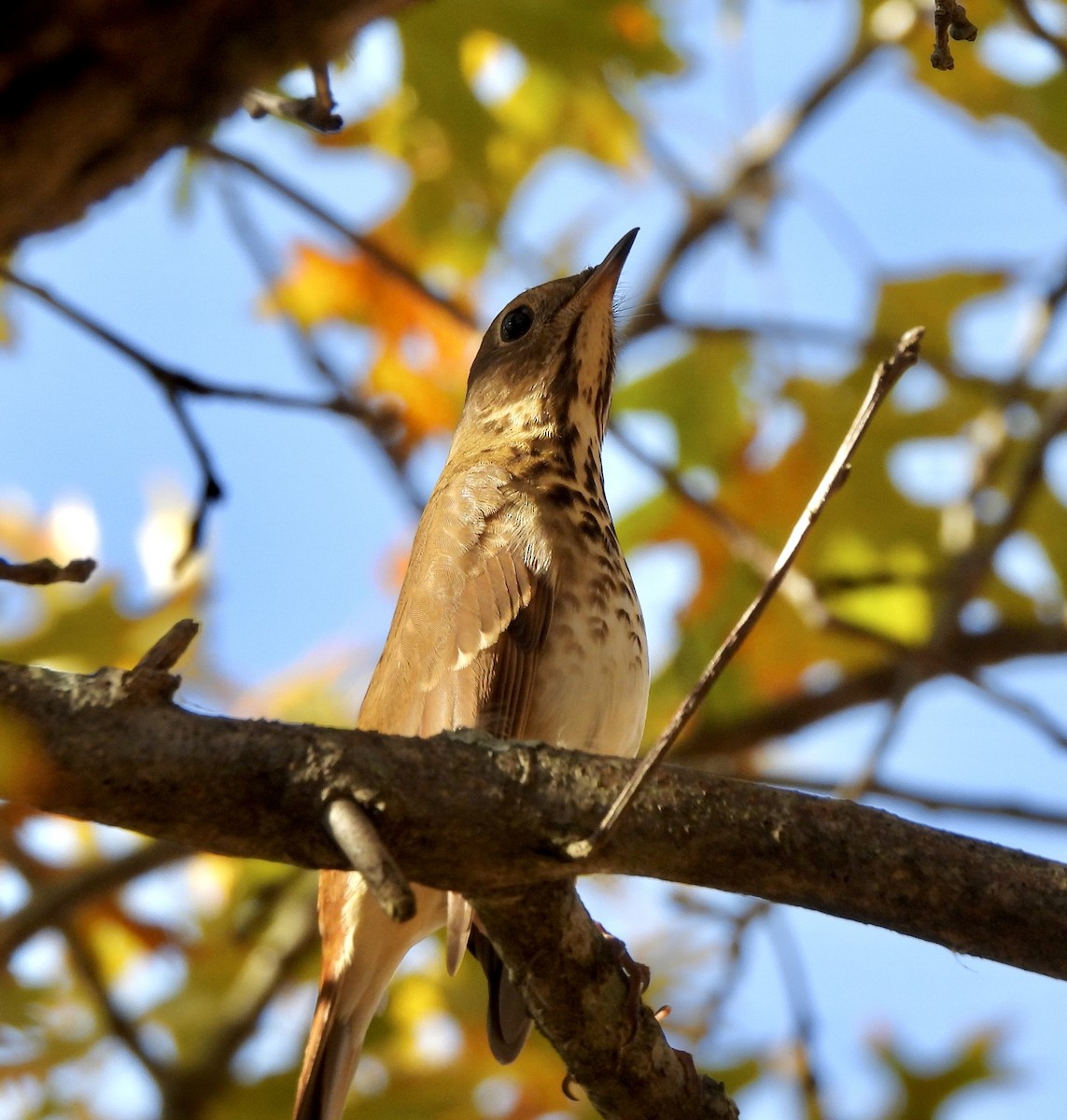 Hermit Thrush - ML496648611