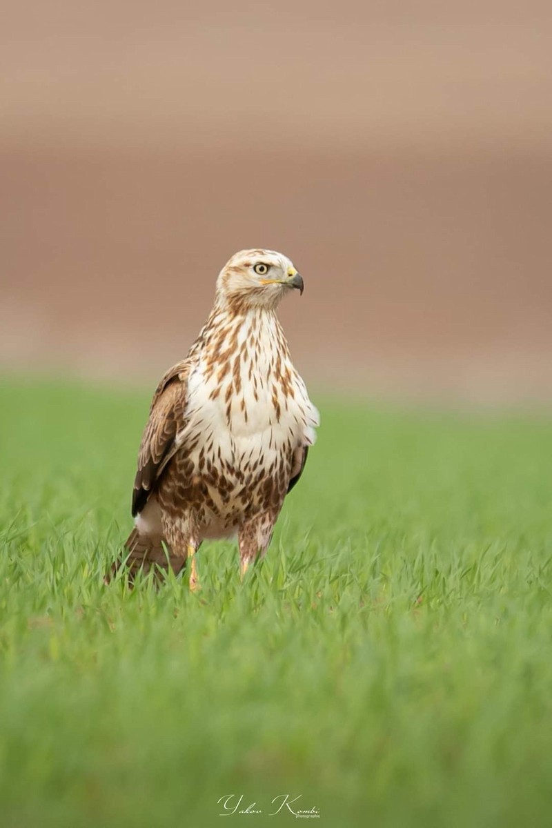 Long-legged Buzzard - ML496648871