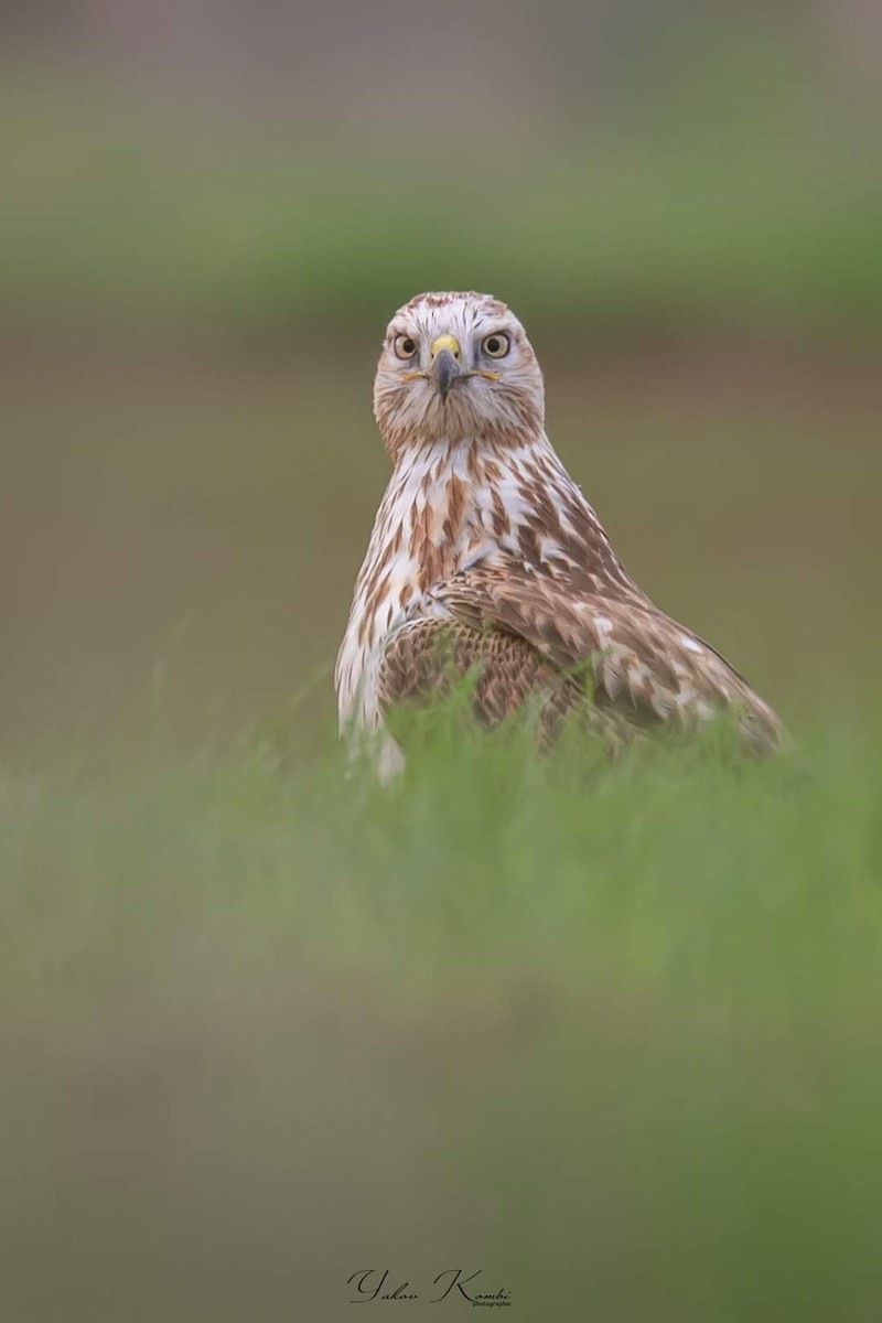 Long-legged Buzzard - יעקב רבי