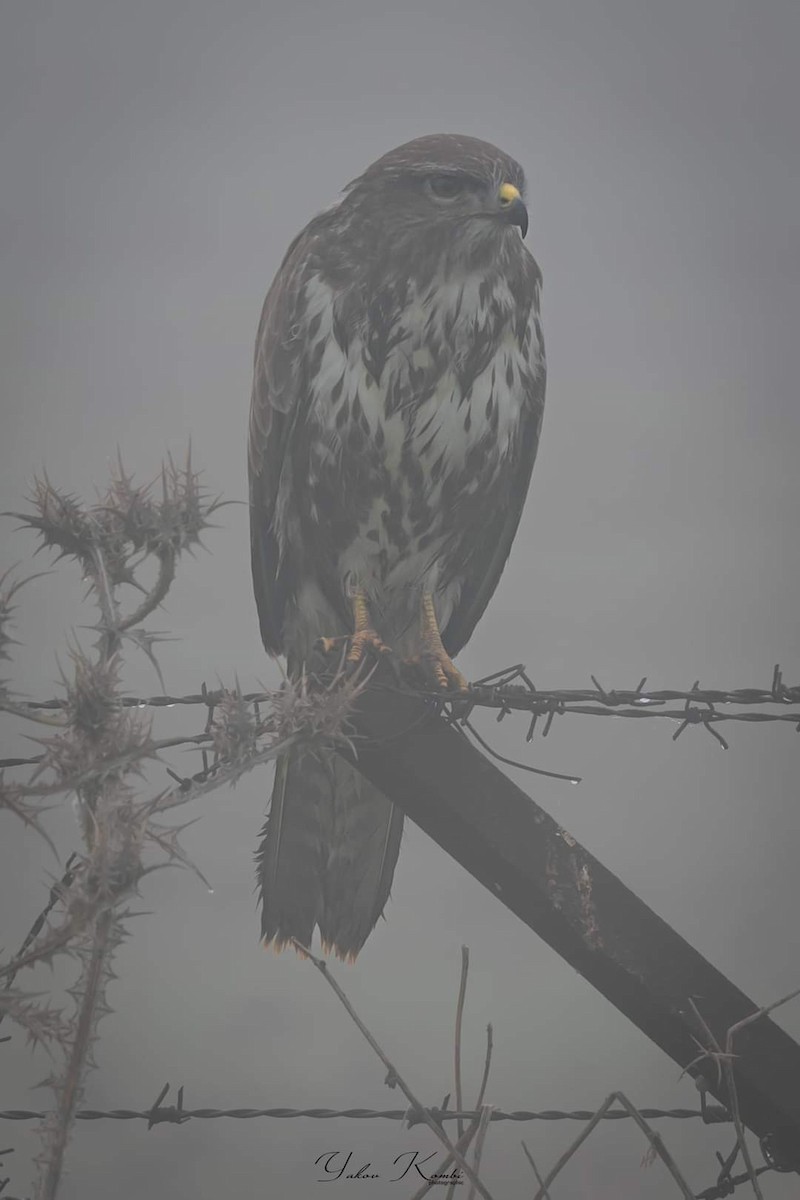 Common Buzzard - יעקב רבי