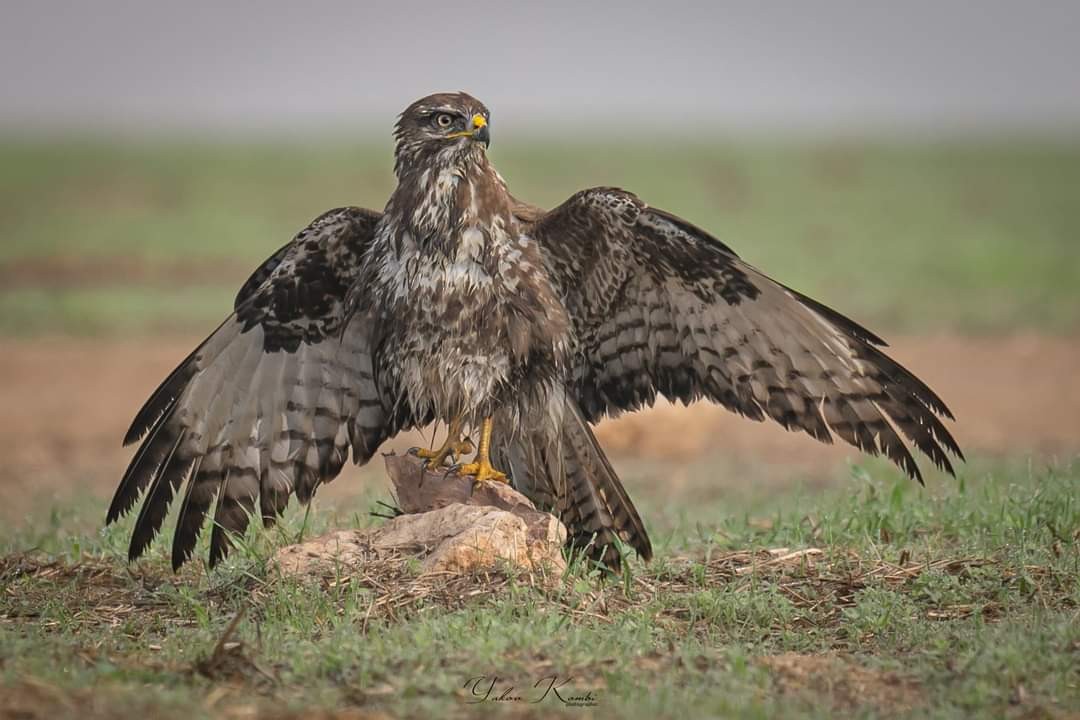 Common Buzzard - ML496648991