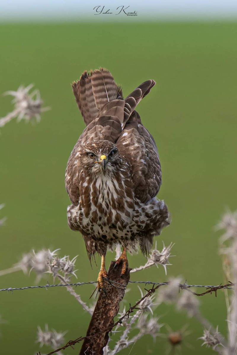 Common Buzzard - ML496649551