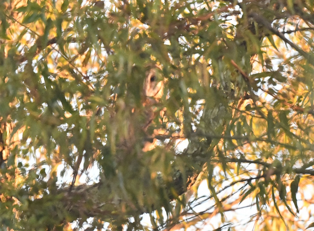 Сипуха американська - ML496650941