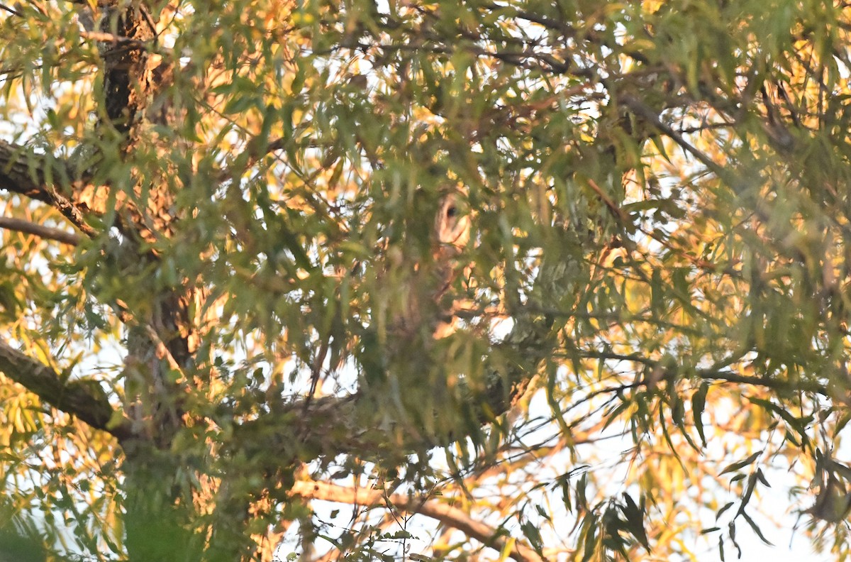 Сипуха американська - ML496650951