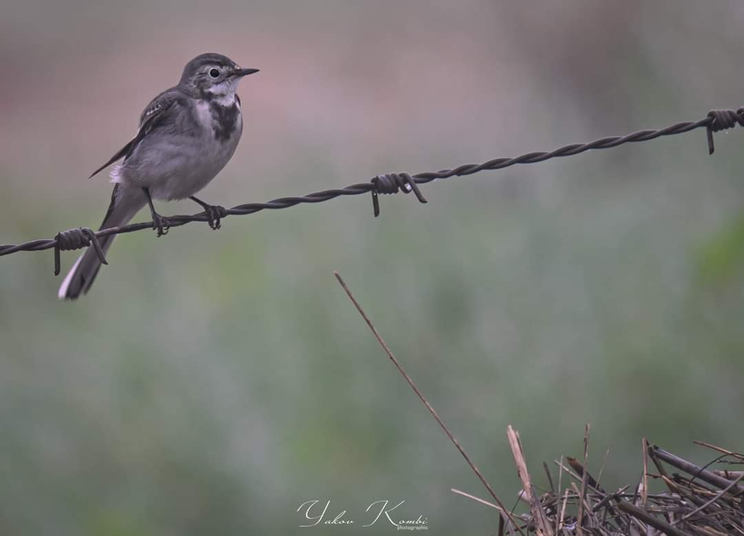 White Wagtail - ML496651161