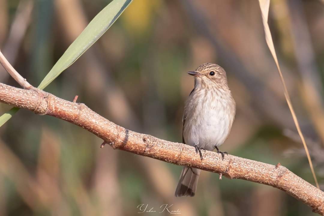 Spotted Flycatcher - יעקב רבי