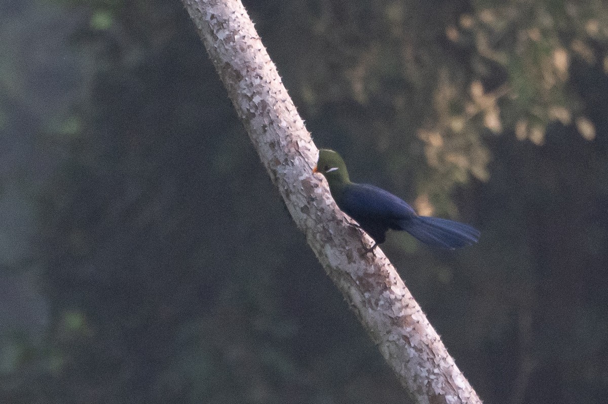 Yellow-billed Turaco - ML496651311