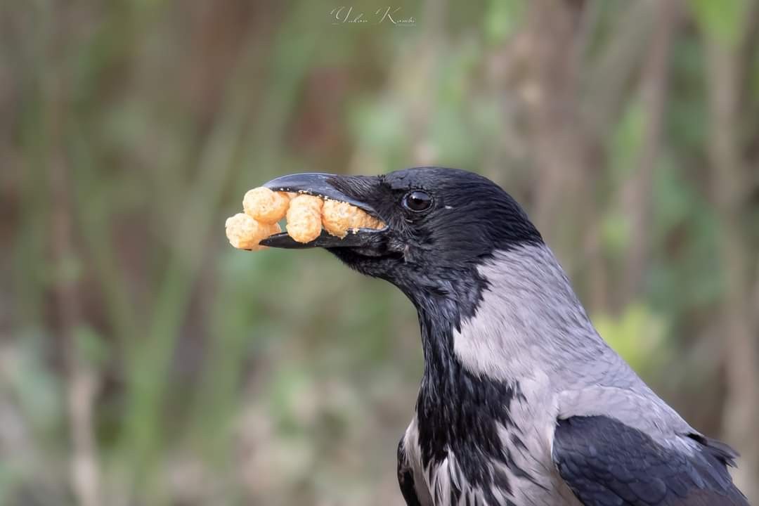 Hooded Crow - ML496651331