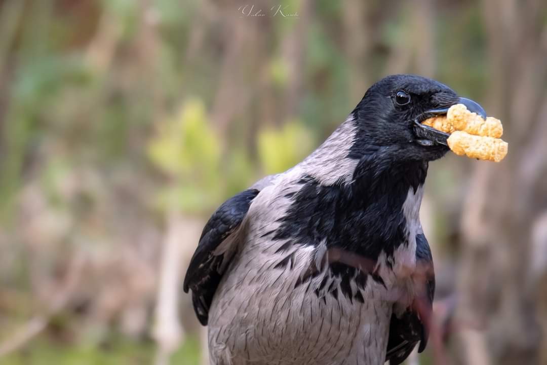 Hooded Crow - יעקב רבי