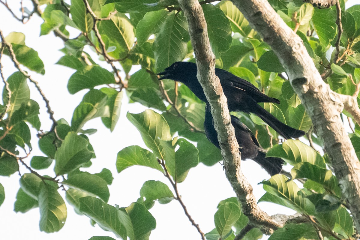 Chestnut-winged Starling - Marcel Holyoak