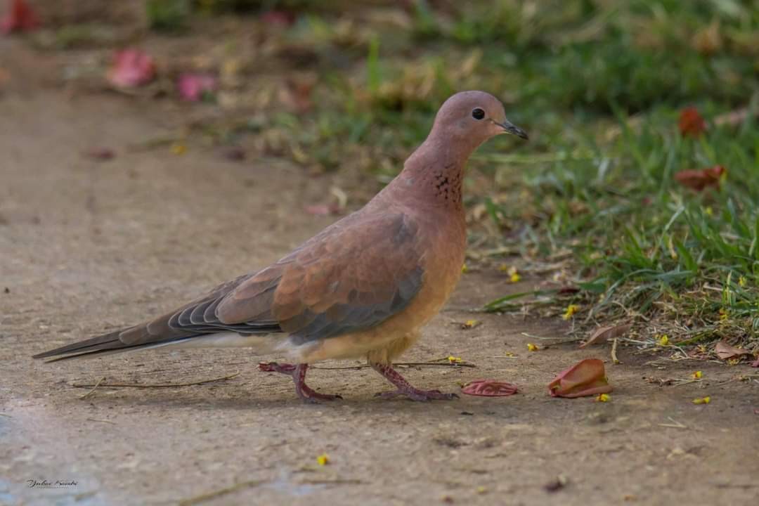 Laughing Dove - יעקב רבי