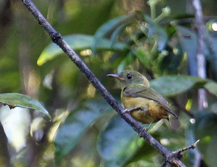McConnell's Flycatcher (Guianan) - ML49665251