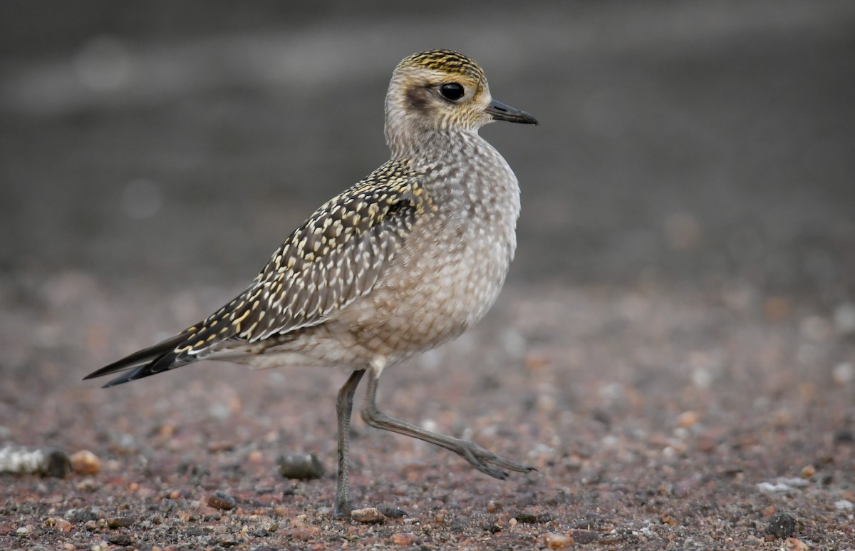 American Golden-Plover - Trevor Ambrico