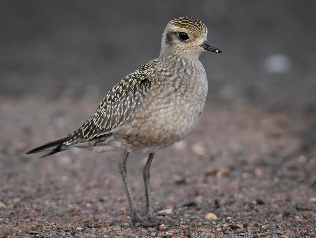 American Golden-Plover - Trevor Ambrico