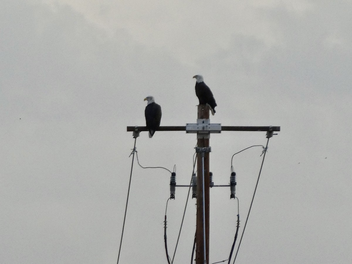 Bald Eagle - ML496653691