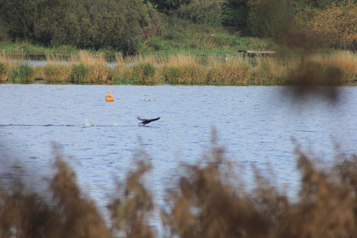 Cormorán Grande - ML496656861