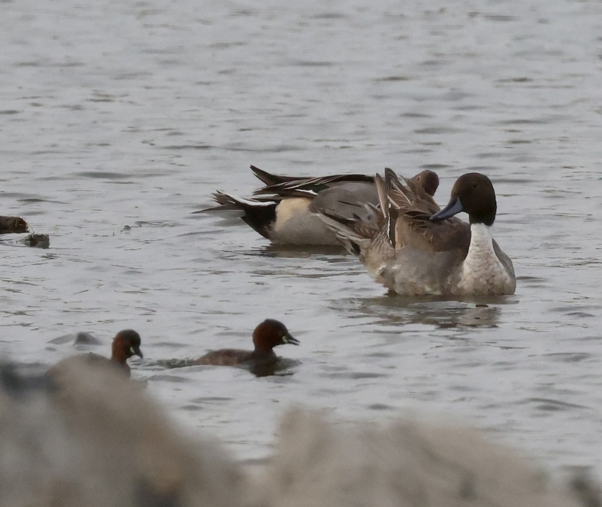 Northern Pintail - Ted Burkett