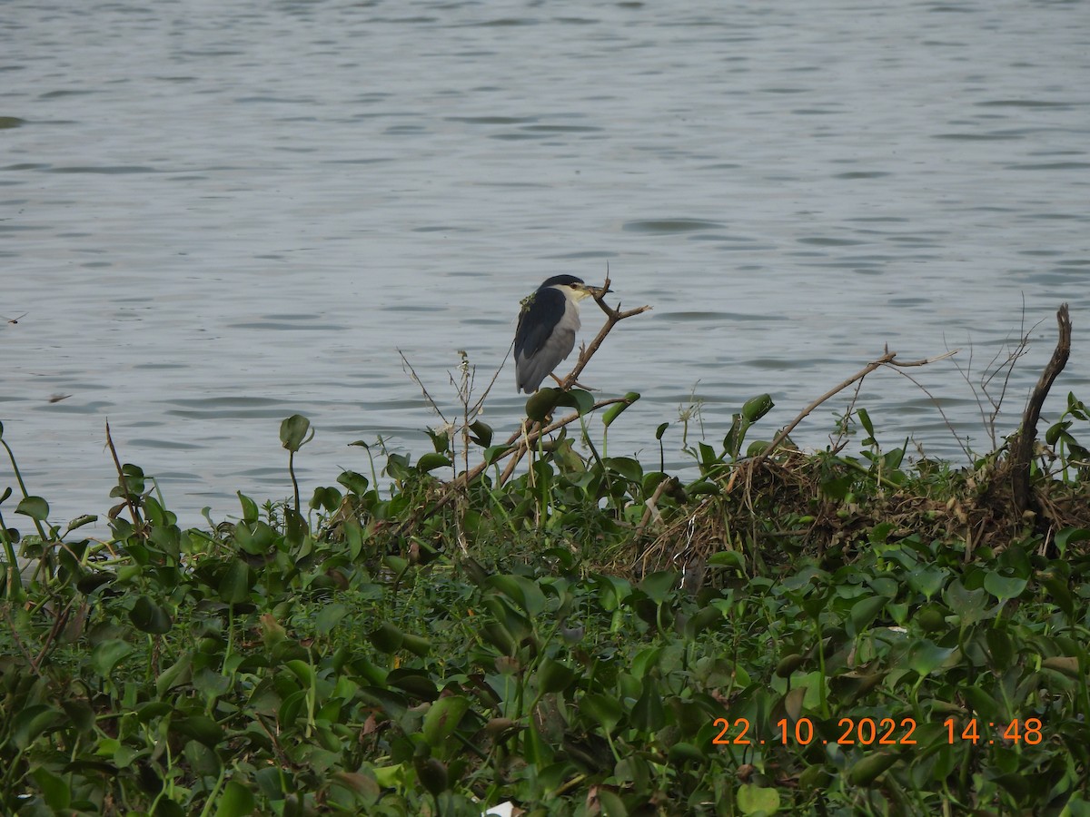 Black-crowned Night Heron - Muralidharan S