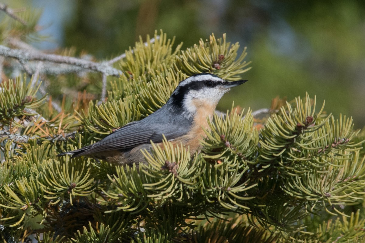 Red-breasted Nuthatch - ML496659261