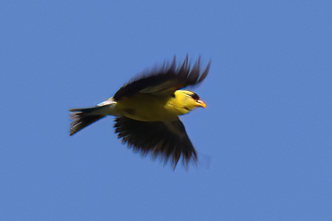 Chardonneret jaune - ML496659461