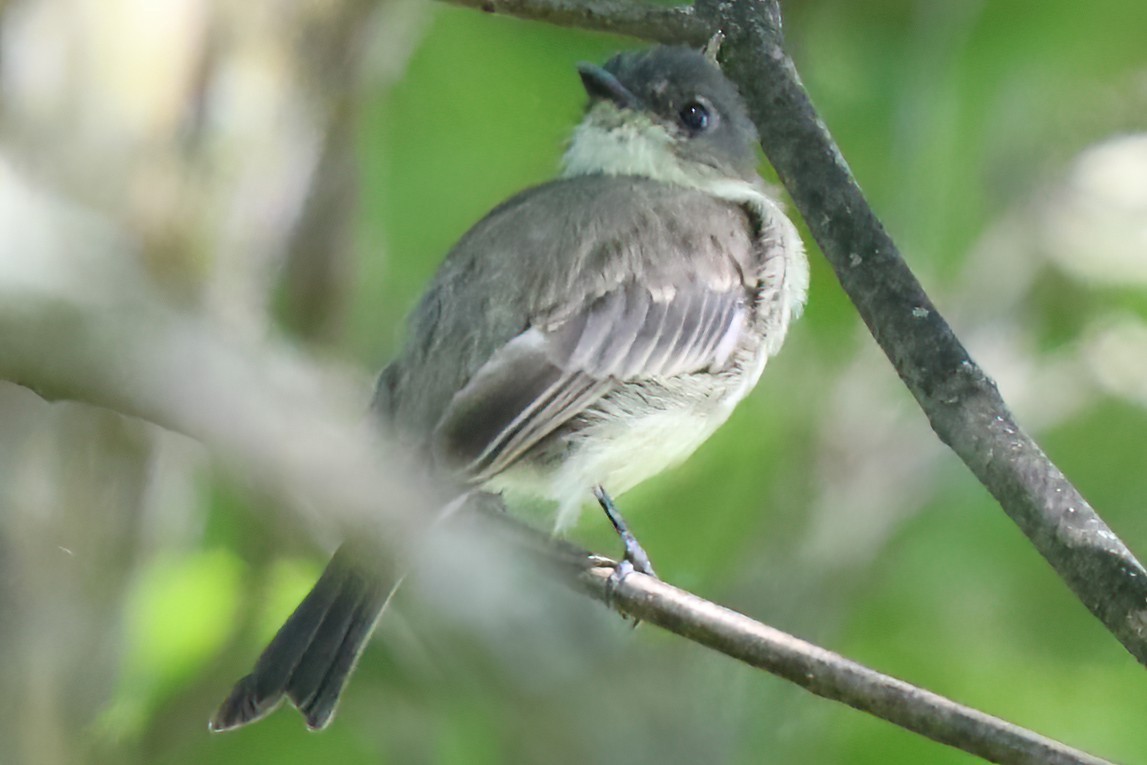 Eastern Phoebe - ML496659521