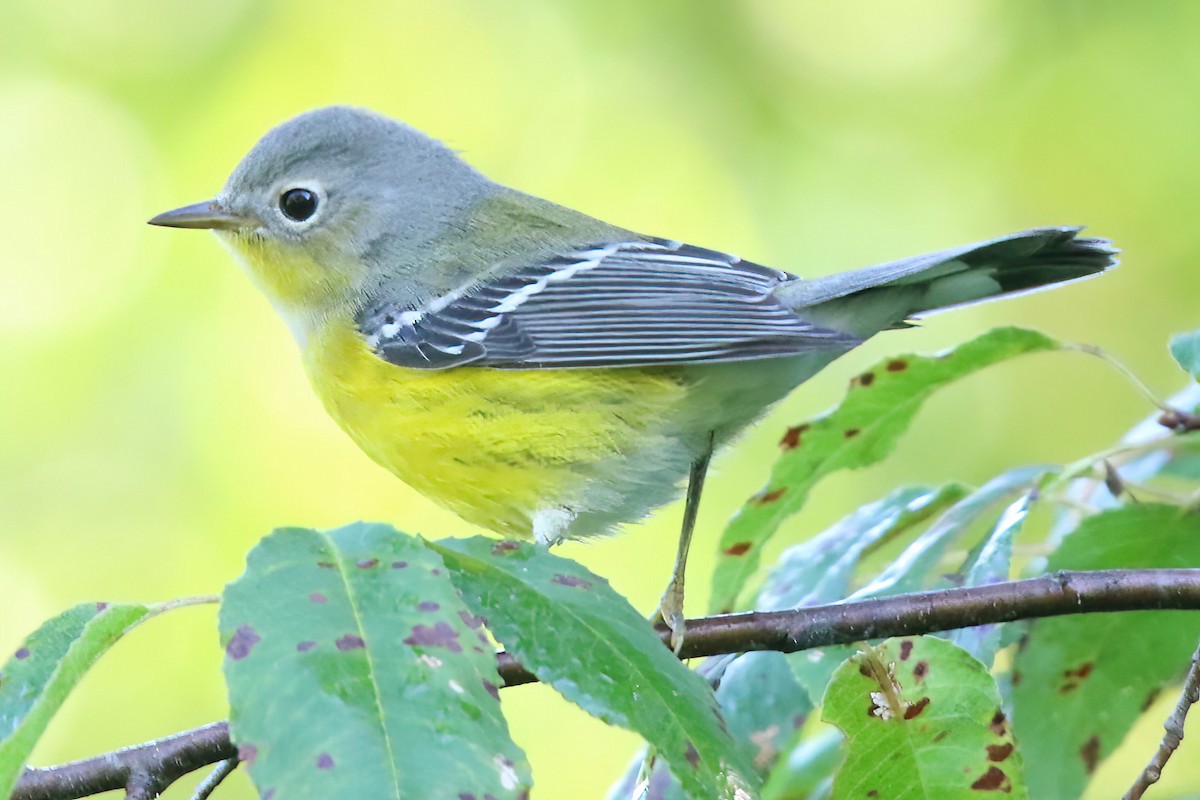 Magnolia Warbler - ML496659561