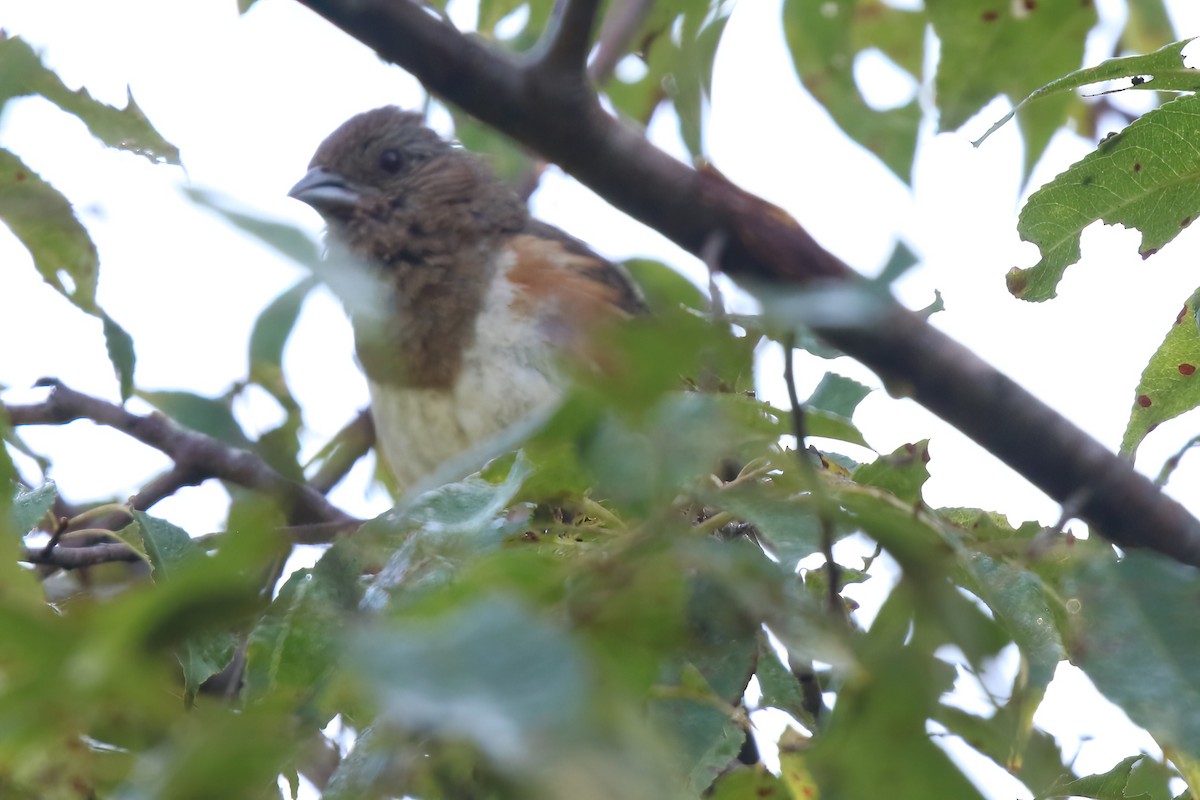 Eastern Towhee - David Wilson