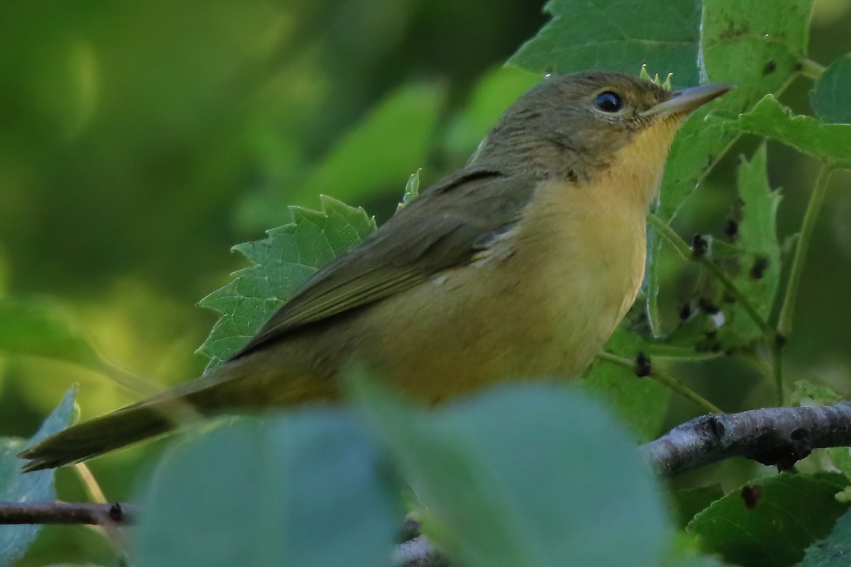 Common Yellowthroat - ML496659631