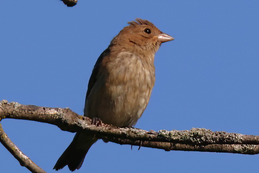 Passerin indigo - ML496659721