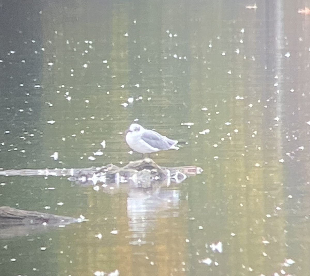 Laughing Gull - ML496659761