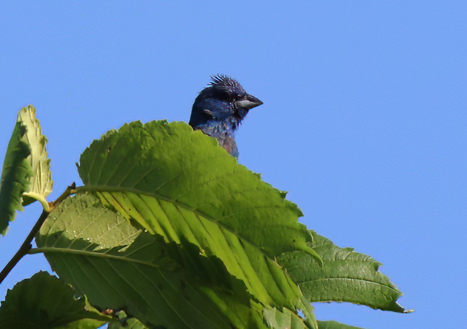 Indigo Bunting - ML496659771