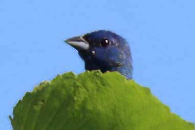 Passerin indigo - ML496659781