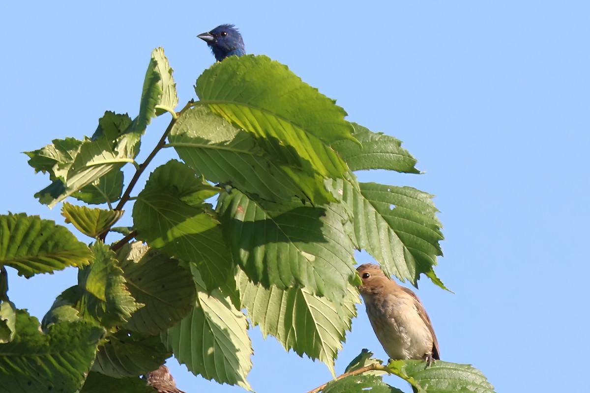 Indigo Bunting - ML496659831