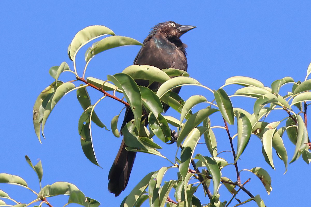 Common Grackle - ML496659911