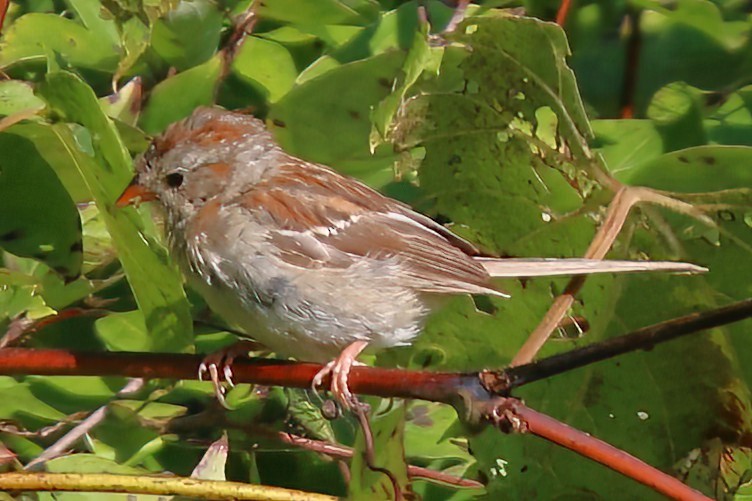 Field Sparrow - David Wilson