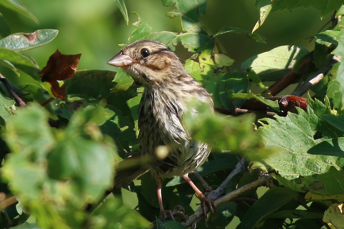 Song Sparrow - ML496660201