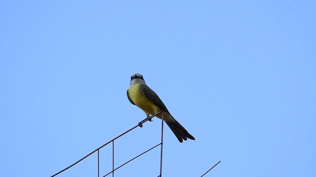 White-throated Kingbird - ML496660501