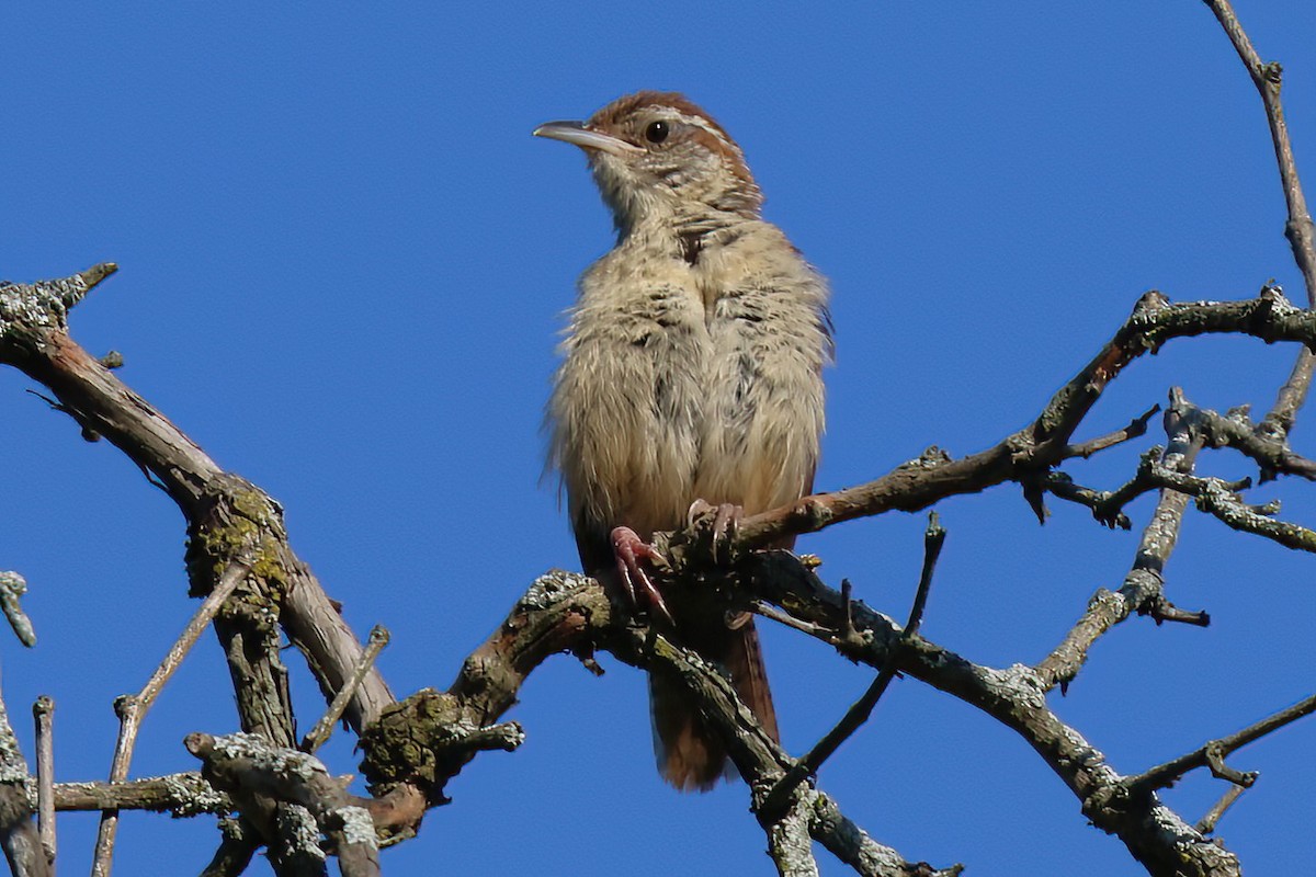 Carolina Wren - ML496660531