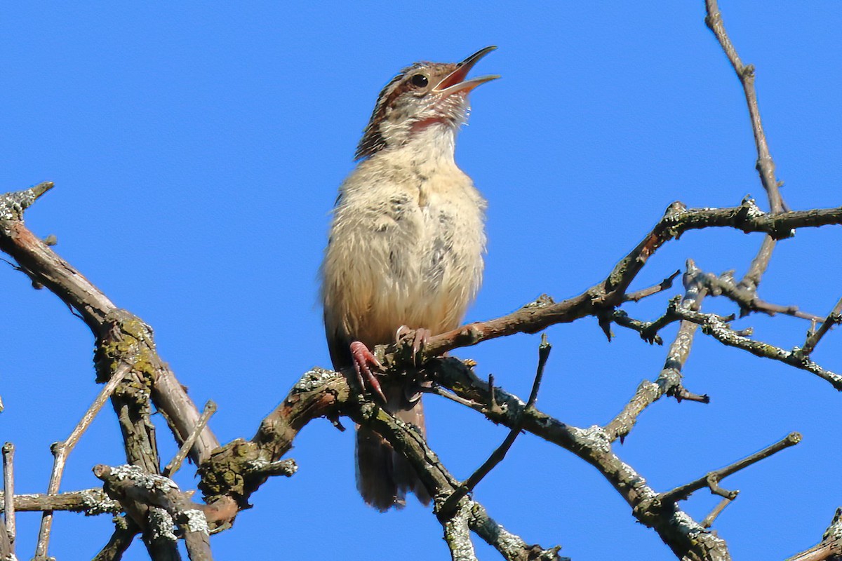 Carolina Wren - David Wilson