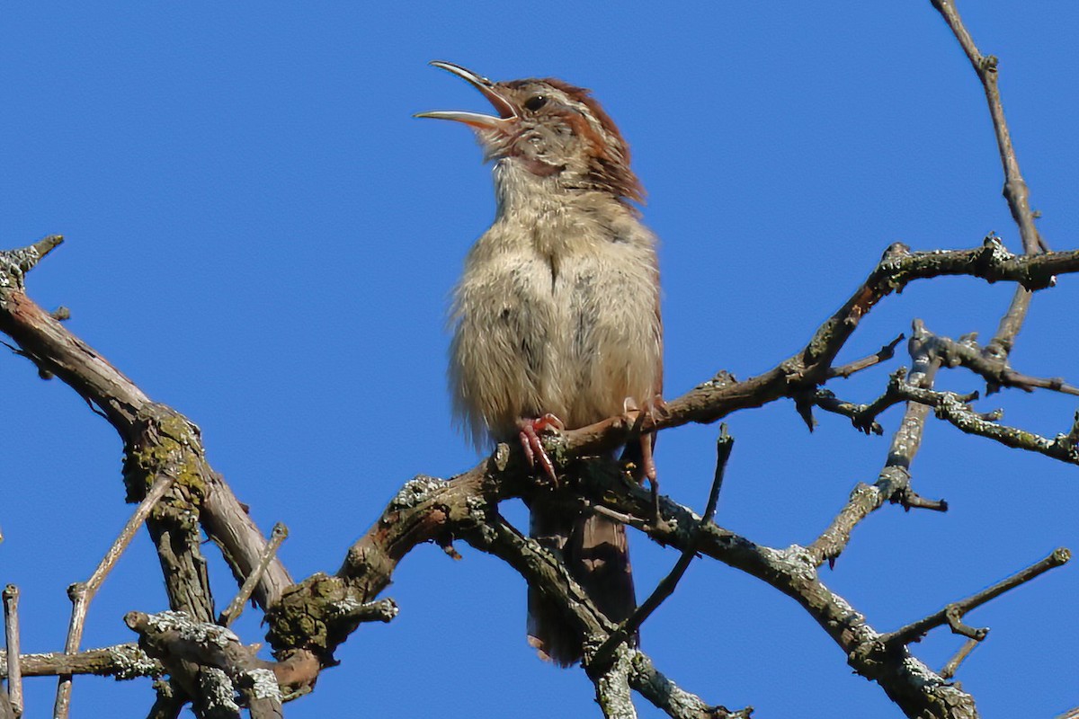 Carolina Wren - ML496660551